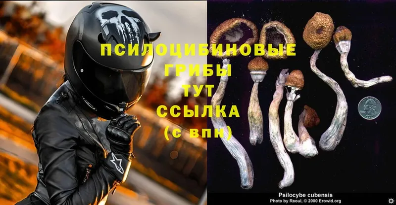 Псилоцибиновые грибы Psilocybe  Анива 